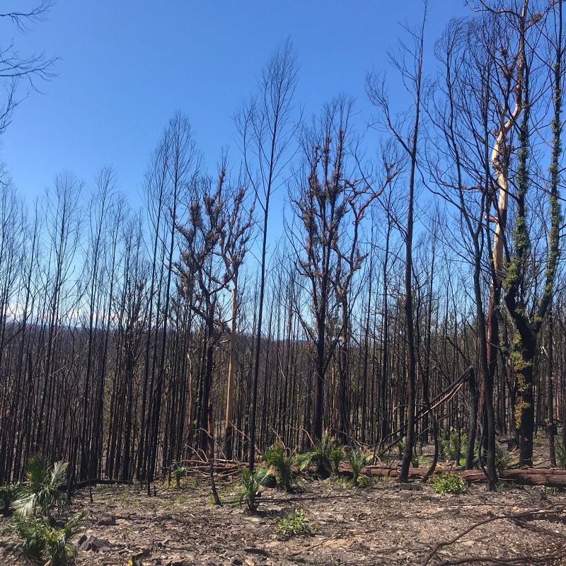 -Bushfire-assessments -Bushfire-assessments
