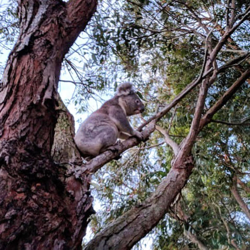 Koala-Management-Plans Koala-Management-Plans